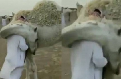 Camel shows love on its owner who returned after so long time