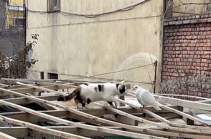 Cat Kisses Pigeon after realize it Is blind video goes viral