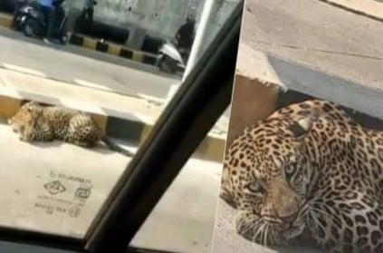Caught leopard Sleeping in National Highways Video Viral