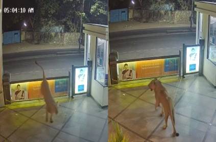 CCTV footage of a stray lion entering a hostel in Gujarat
