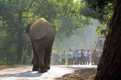collector declares holiday for 600 schools fearing elephant