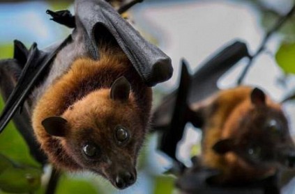 Corona vulnerability has been confirmed in bats