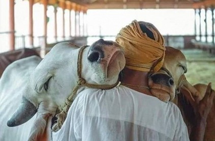 Cow hug day will be celebrated on Feb 14 says animal welfare Board