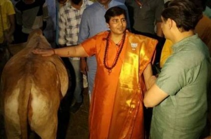 Cow urine cured my breast cancer says Sadhvi Pragya