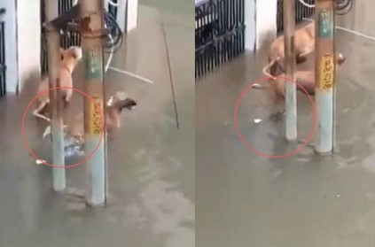 crocodile attacks dog in Gujarat flood video goes bizarre