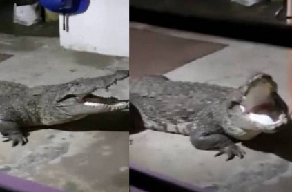 Crocodile enters house near Athirappilly in Kerala
