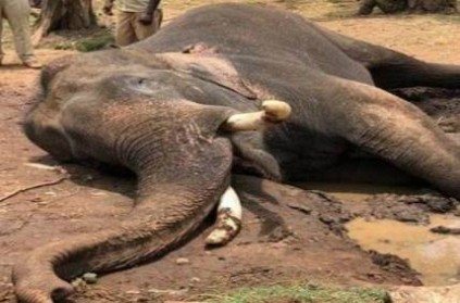 dasara elephant drona died due to cardiac arrest video viral