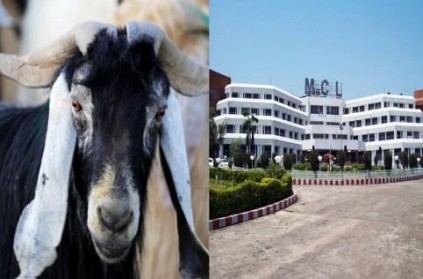 Death of a goat in accident causes MCL Rs 2.68 crore loss