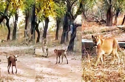 dog and lion fighting in the jungle has gone viral