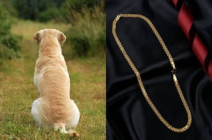 Dog swallows gold chain worth 1 lakh rupees in Kerala