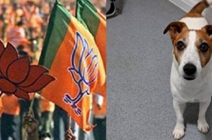 Dog With Pro-BJP Stickers On Body Detained In Maharashtra