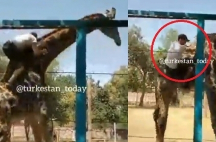 Drunk Man Climbs Fence Rides Giraffe At Zoo video goes viral