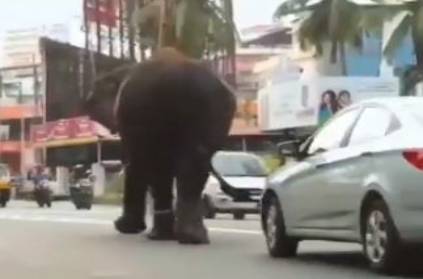 Elephant behaved politely without stepping on dog goes viral