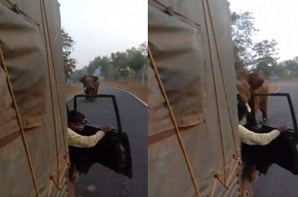 Elephant chasing the truck and escaping.. viral video...