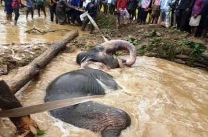elephant fell into a muddy well in Sundargarh odisha rescued
