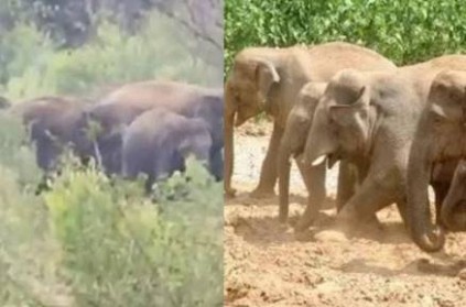 elephant kills man while he tried to chase them away