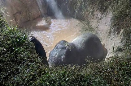 Elephant rescue using the Archimedes rule in West Bengal