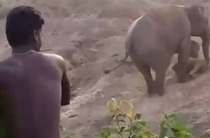 Elephant tramples man to death after being ‘pelted with stones