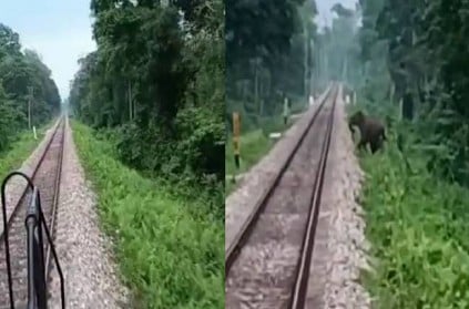 elephant try to cross railway track and driver stops