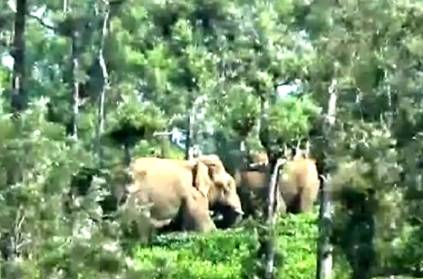 Elephants guarding and taking away an anesthetized shankar elephant