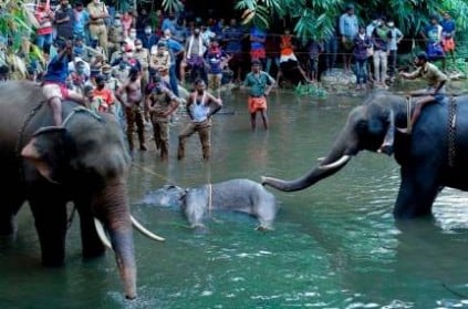 Fact Check: Kerala Elephant was not fed Pineapple with firecrackers
