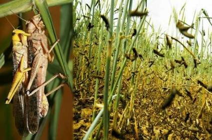 Farmers agonize over destruction of crops by grasshoppers