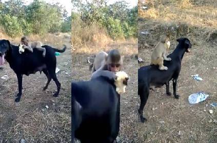 female dog showers love on a monkey video goes viral