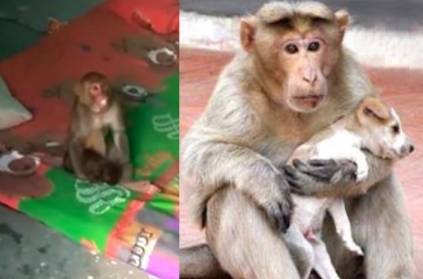 female monkey feeds puppy dog who lost its parent