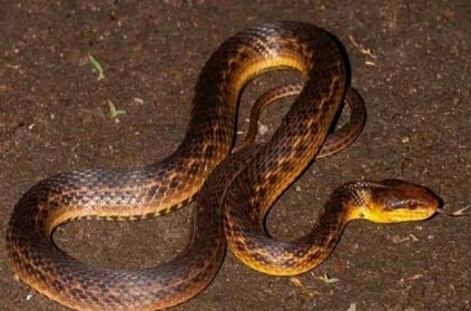 Find rare Hebius pealii snake after 129 years in Assam