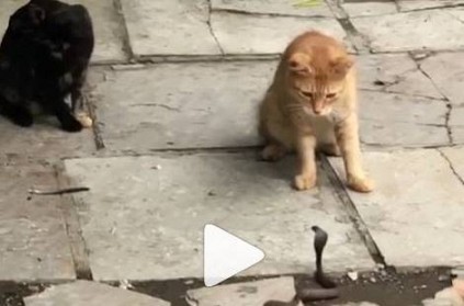 Four Cats fight a small snake, shocking video Here