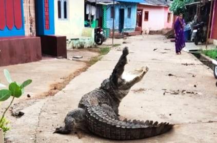 giant crocodile came down street public area Karnataka