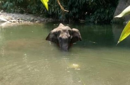 Gives clues about the elephant killers - Rs 1 lakh reward
