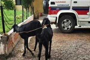 ‘ஆடுகளை கைதுசெய்து’... ‘அபராதம் விதித்து, எச்சரிக்கை’... ‘அதிர வைத்த காரணம்’!