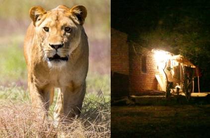 gujarat man fights off against lioness after being pinned down