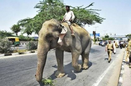 Habeas corpus petition in the Supreme Court, to find elephant