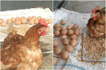 Hen laid 24 eggs in 6 hours in Punnapra kerala