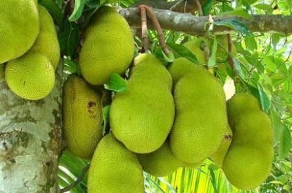 Jackfruit falls on Man in Kerala; he tests Positive for COVID--19