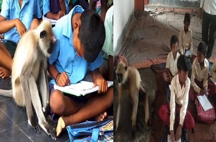 jharkhand monkey attend classes with students everyday