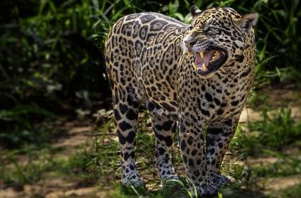 kallapari village people killed leopard and celebrate death