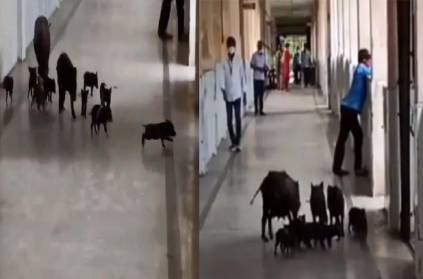 Karnataka hospital corona ward pigs herd viral video