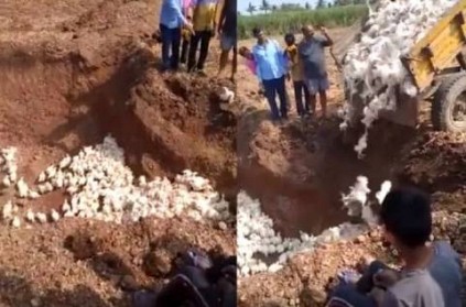 karnataka poultry farmer buries alive 6000 chickens in mass grave