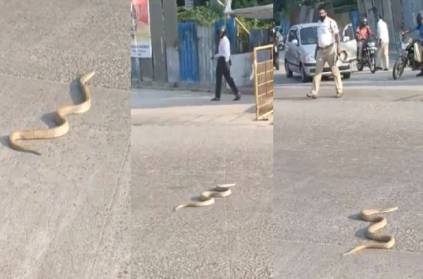 Karnataka traffic jam caused by a cobra on the road
