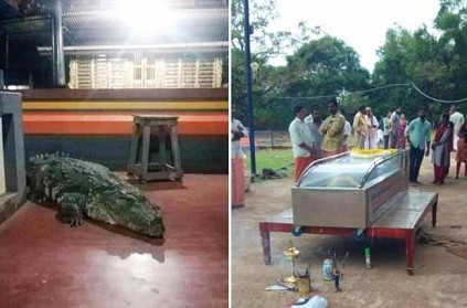 kerala babiya crocodile live for 75 years around temple passed away