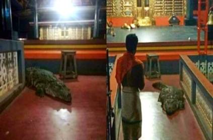 kerala kasargod crocodile living in a temple 70 years