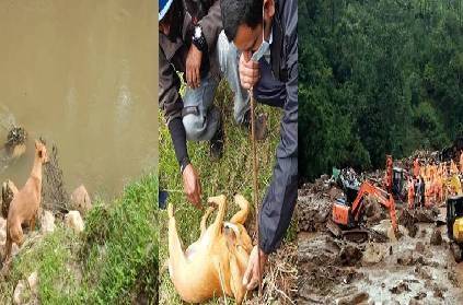 kerala pettimudi landslide pet dog finds 2 yr old baby 8 days search