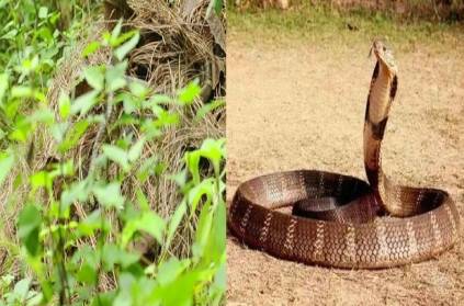 king cobra live high top mountain surprised by scientists