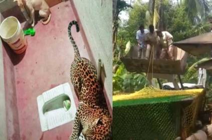 leopard and a dog stuck together 7 hrs in a room both are safe video