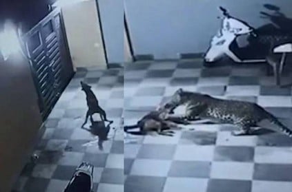 Leopard and dog fight caught on CCTV camera video goes viral