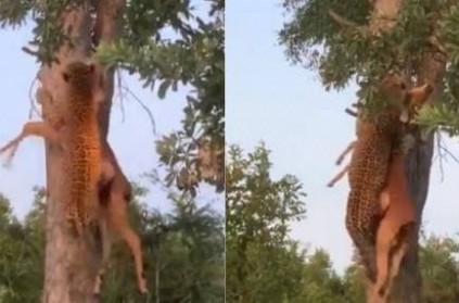 Leopard climbing Tree with dead Deer, Video goes viral