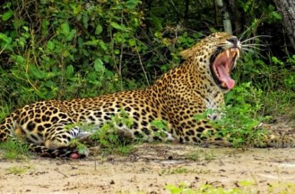 Leopard steals three-year-old boy from home near Bengaluru